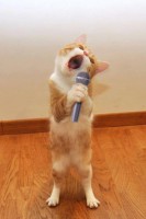/album/ritmo-livre/singing-cats-copia-2-jpg/